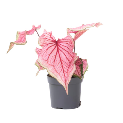 Caladio - Caladium 'sweetheart' - Altura 25-40cm - ⌀12cm_0