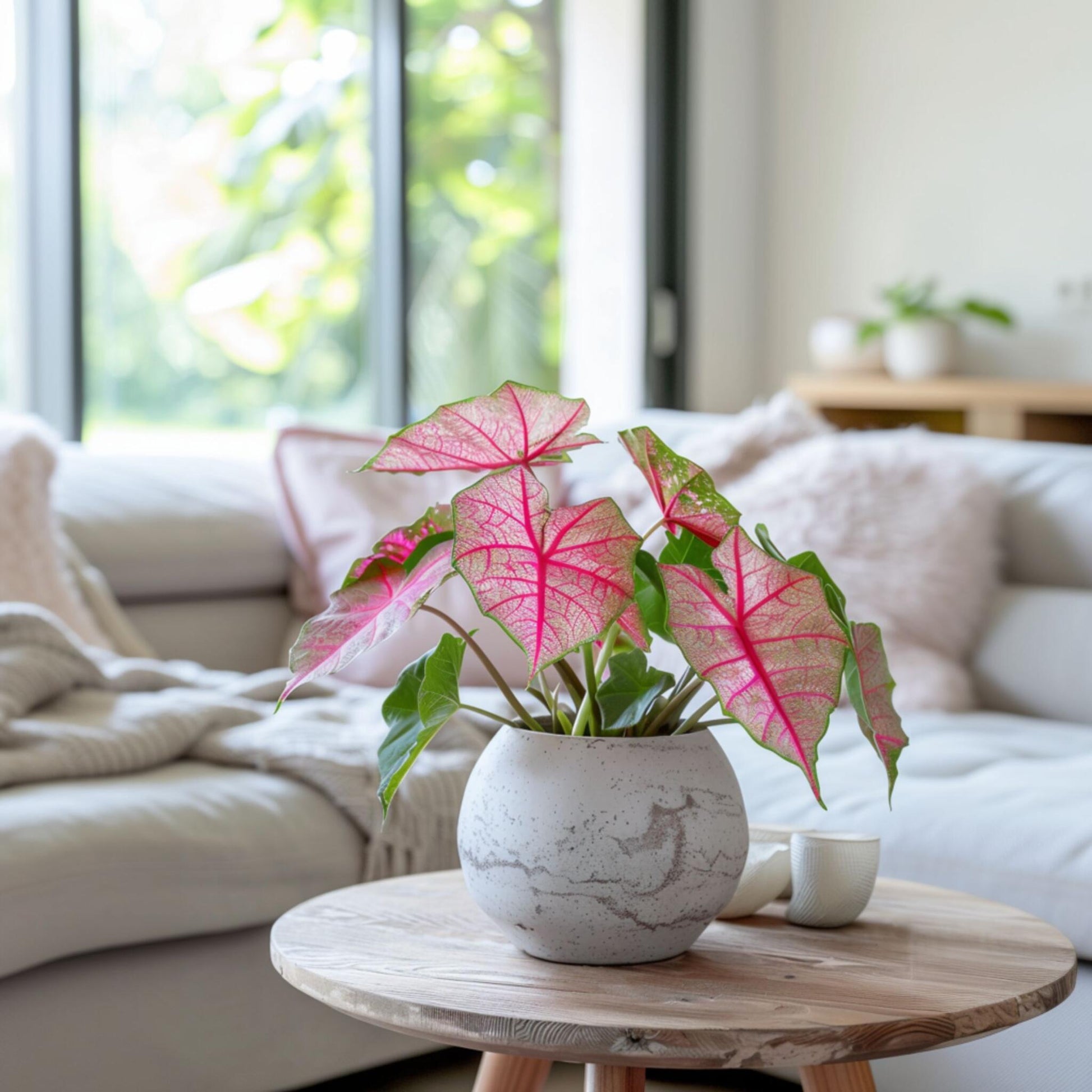 Caladio - Caladium 'sweetheart' - Altura 25-40cm - ⌀12cm_1