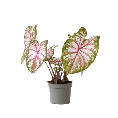 Caladio - Caladium 'tapestry' - Altura 25-35cm - ⌀13cm_0