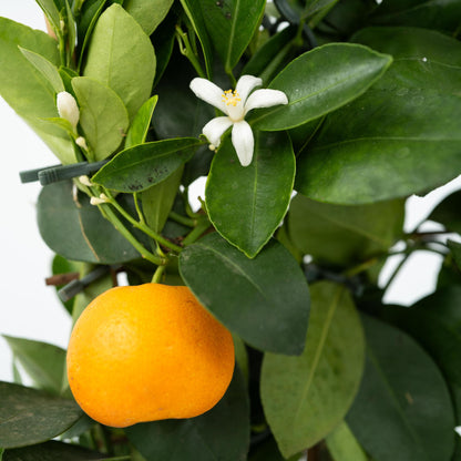 Calamondina - Citrus Mitis 'calamondin' - Altura 35-40cm - ⌀14cm_3