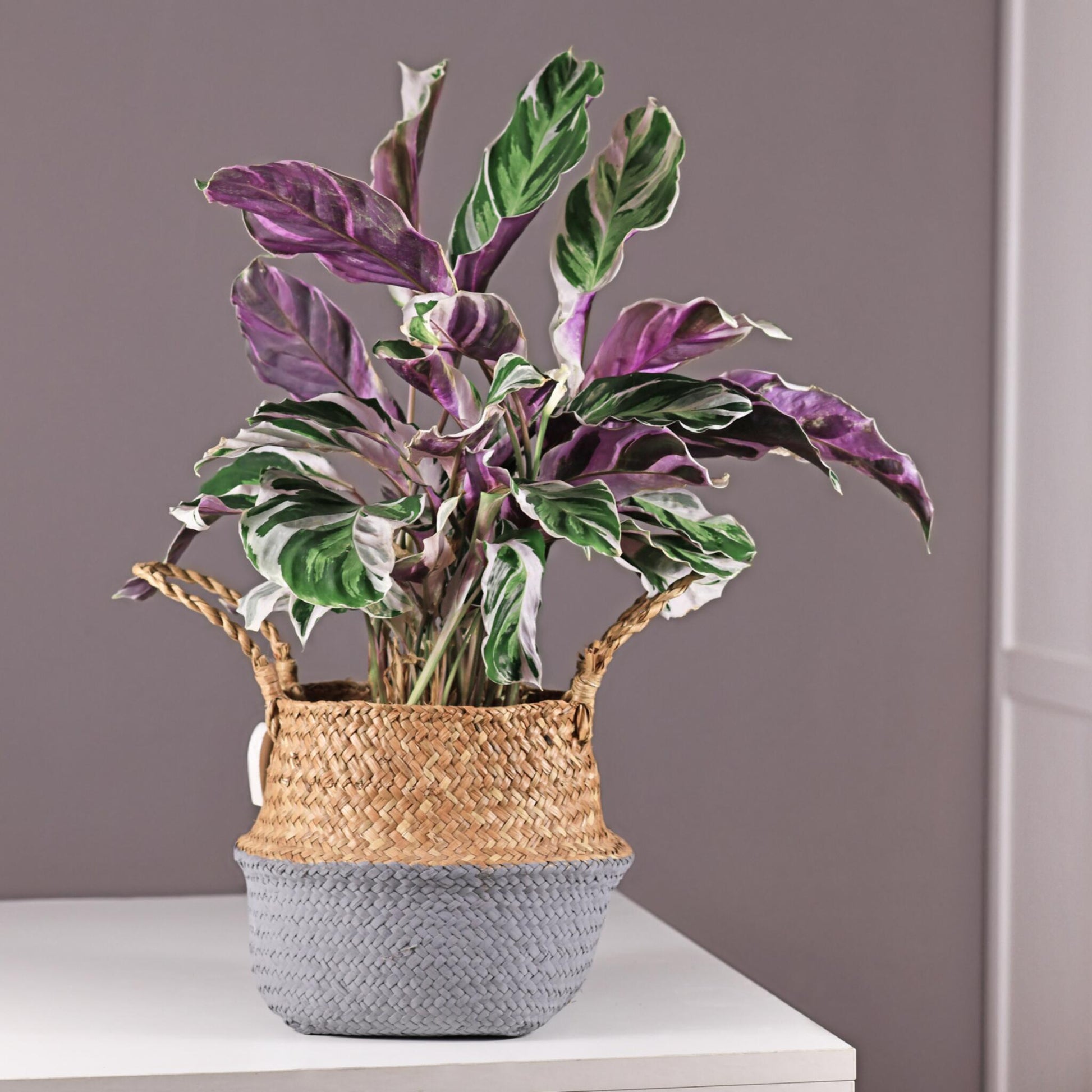 Calatea - 2 Pzs - Calathea Lietzei 'white Fusion' - Altura 30-40cm - ⌀14cm_1