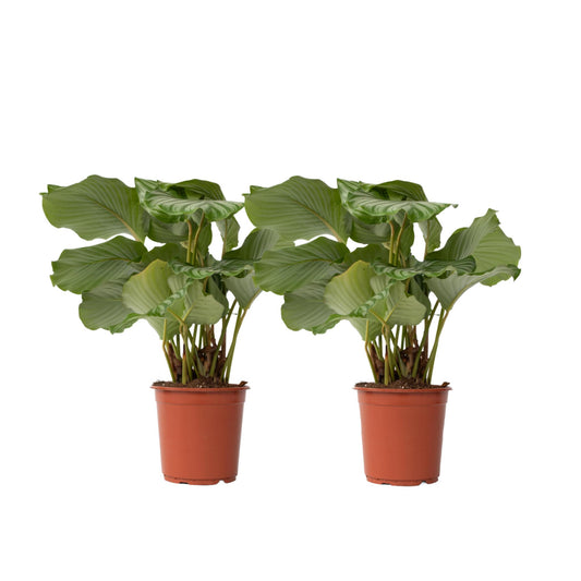 Calatea - 2 Pzs - Calathea 'orbifolia' - Altura 55-60cm - ⌀21cm_0