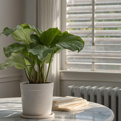 Calatea - 2 Pzs - Calathea 'orbifolia' - Altura 55-60cm - ⌀21cm_1
