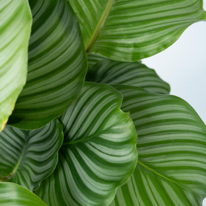 Calatea - 2 Pzs - Calathea 'orbifolia' - Altura 55-60cm - ⌀21cm_3