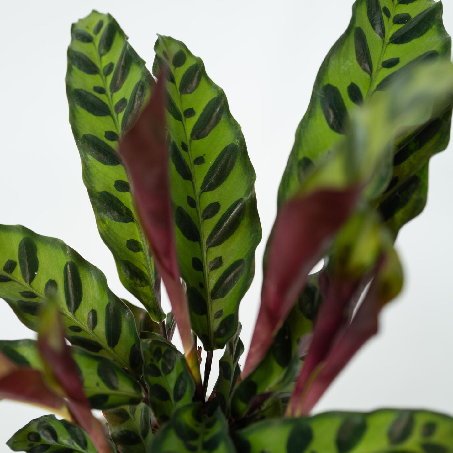 Calathea - Goeppertia Insignis - Altura 30-40cm - ⌀12cm_3