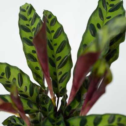 Calathea - Goeppertia Insignis - Altura 30-40cm - ⌀12cm_3