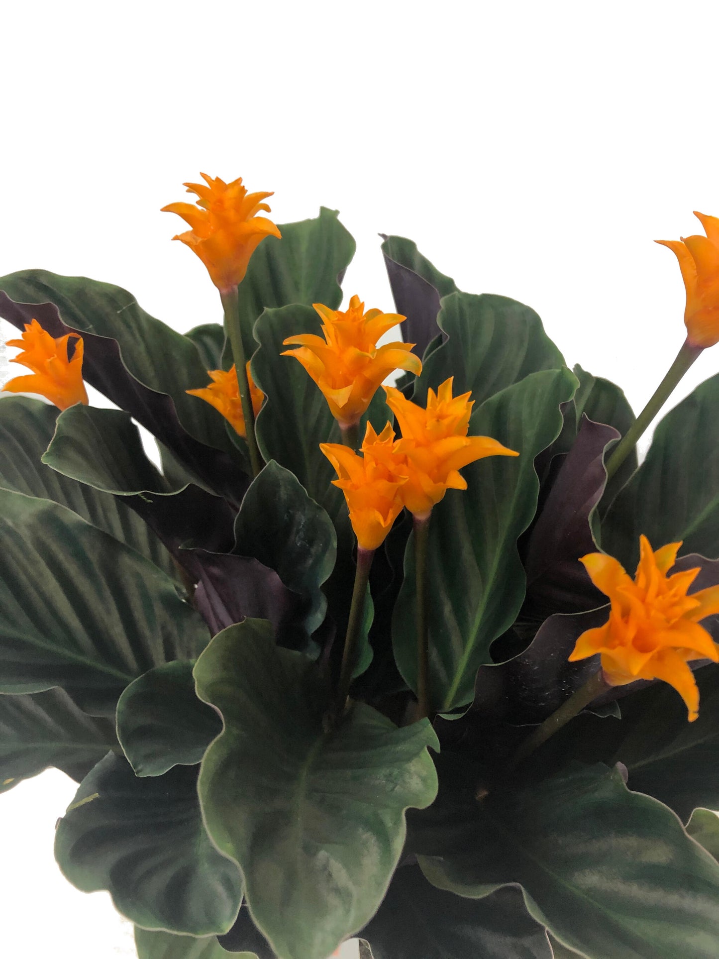 Calathea Crocata M14 50cm_1