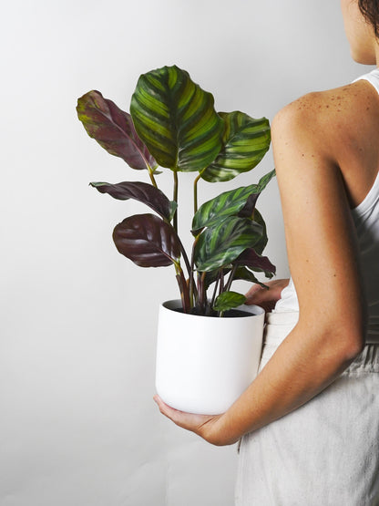 Calathea Faciata_0