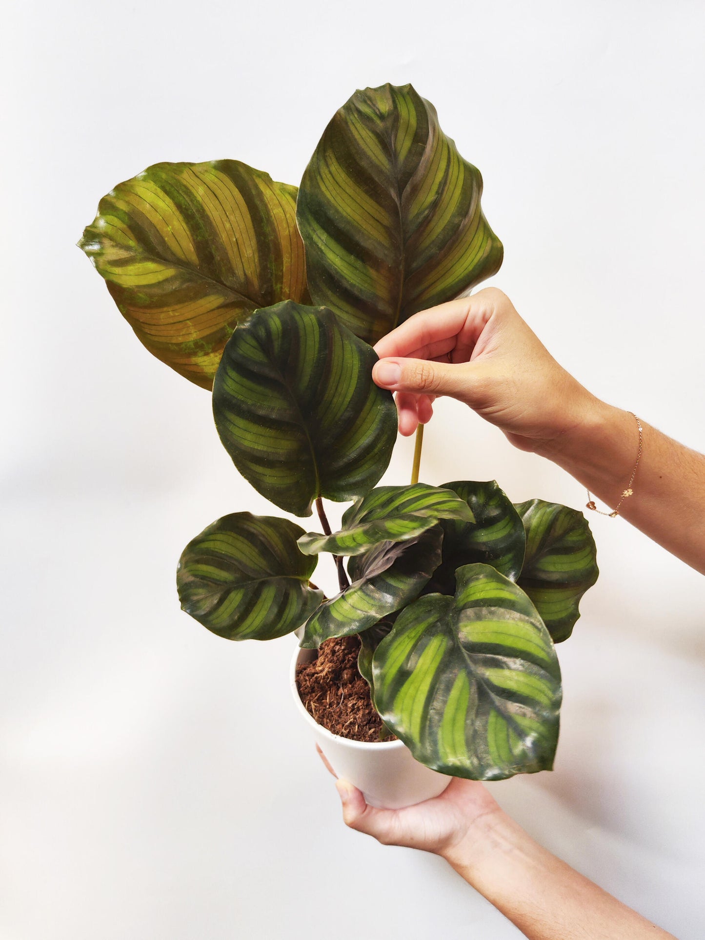 Calathea Faciata_2