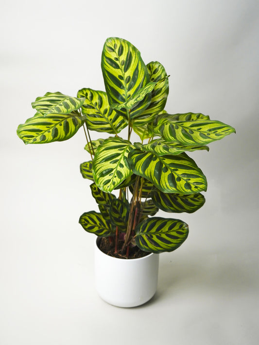 Calathea Makoyana_0