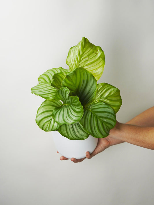 Calathea Orbifolia | Altura 45cm - Diámetro 14cm_0