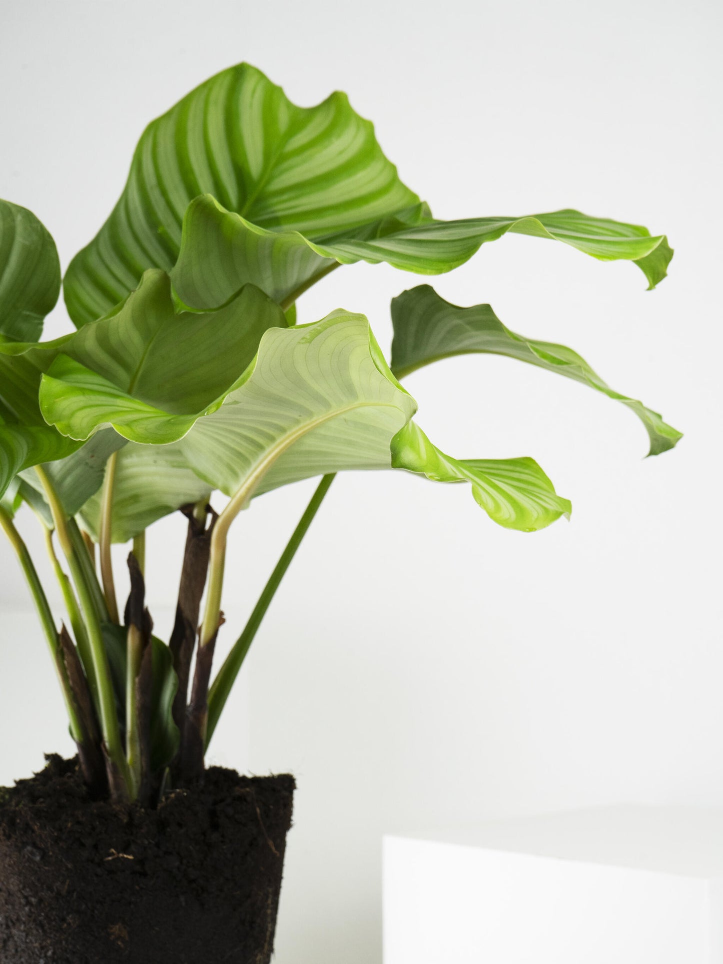 Calathea Orbifolia | Altura 45cm - Diámetro 14cm_3