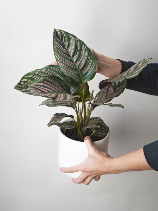 Calathea Ornata O Sanderiana_0