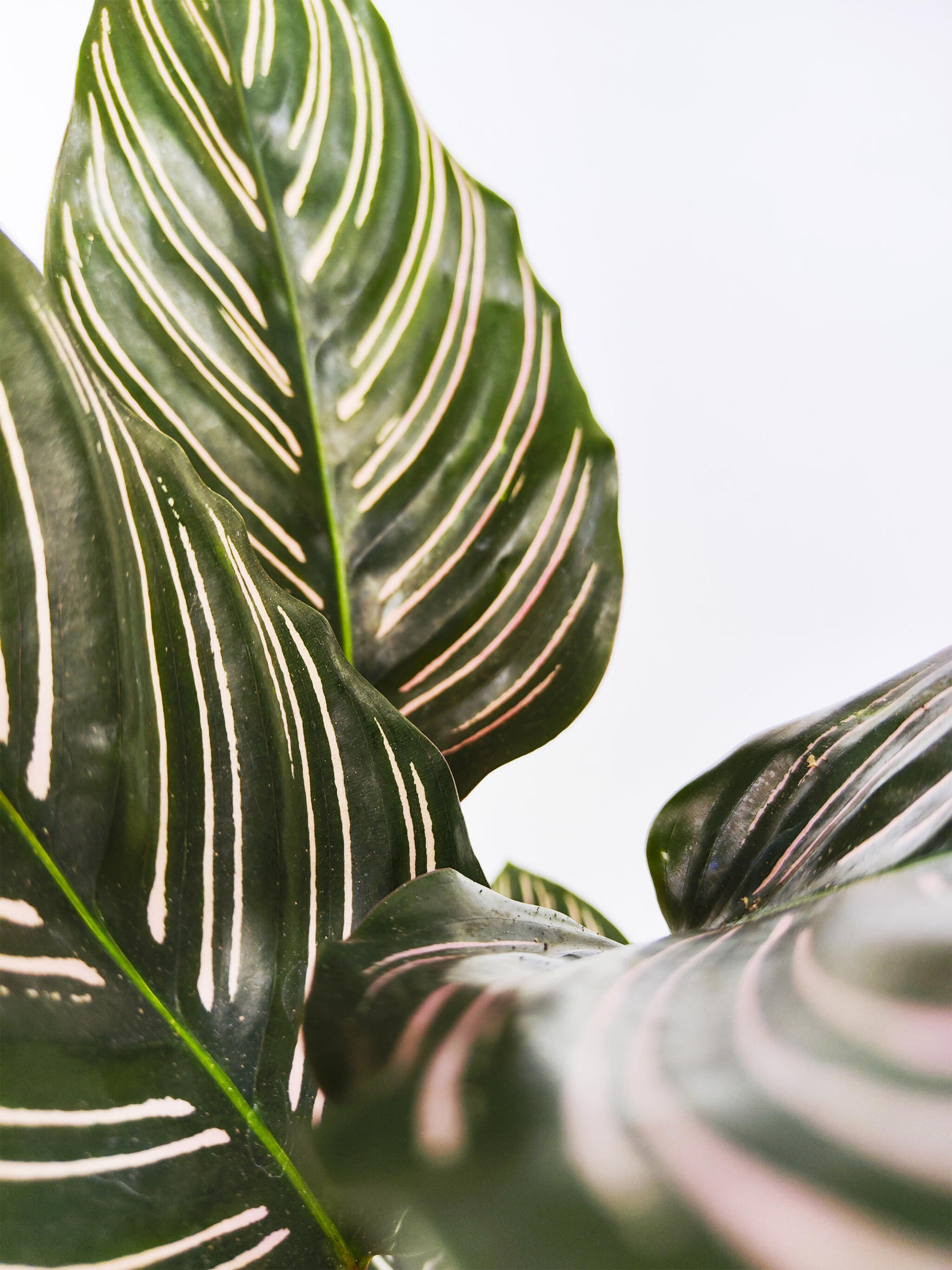 Calathea Ornata O Sanderiana_1