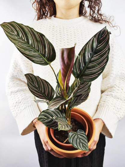 Calathea Ornata O Sanderiana_2