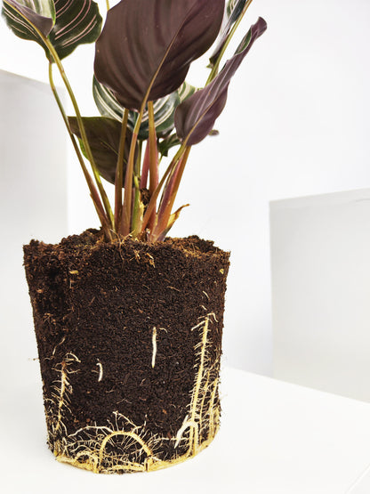 Calathea Ornata O Sanderiana_3