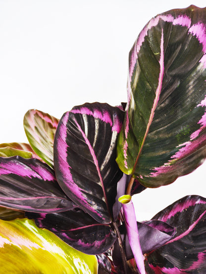 Calathea Roseopicta | Altura 45cm - Diámetro 14cm_1