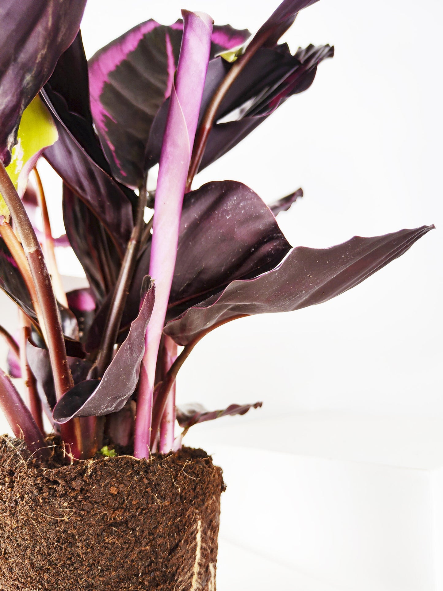 Calathea Roseopicta | Altura 45cm - Diámetro 14cm_2