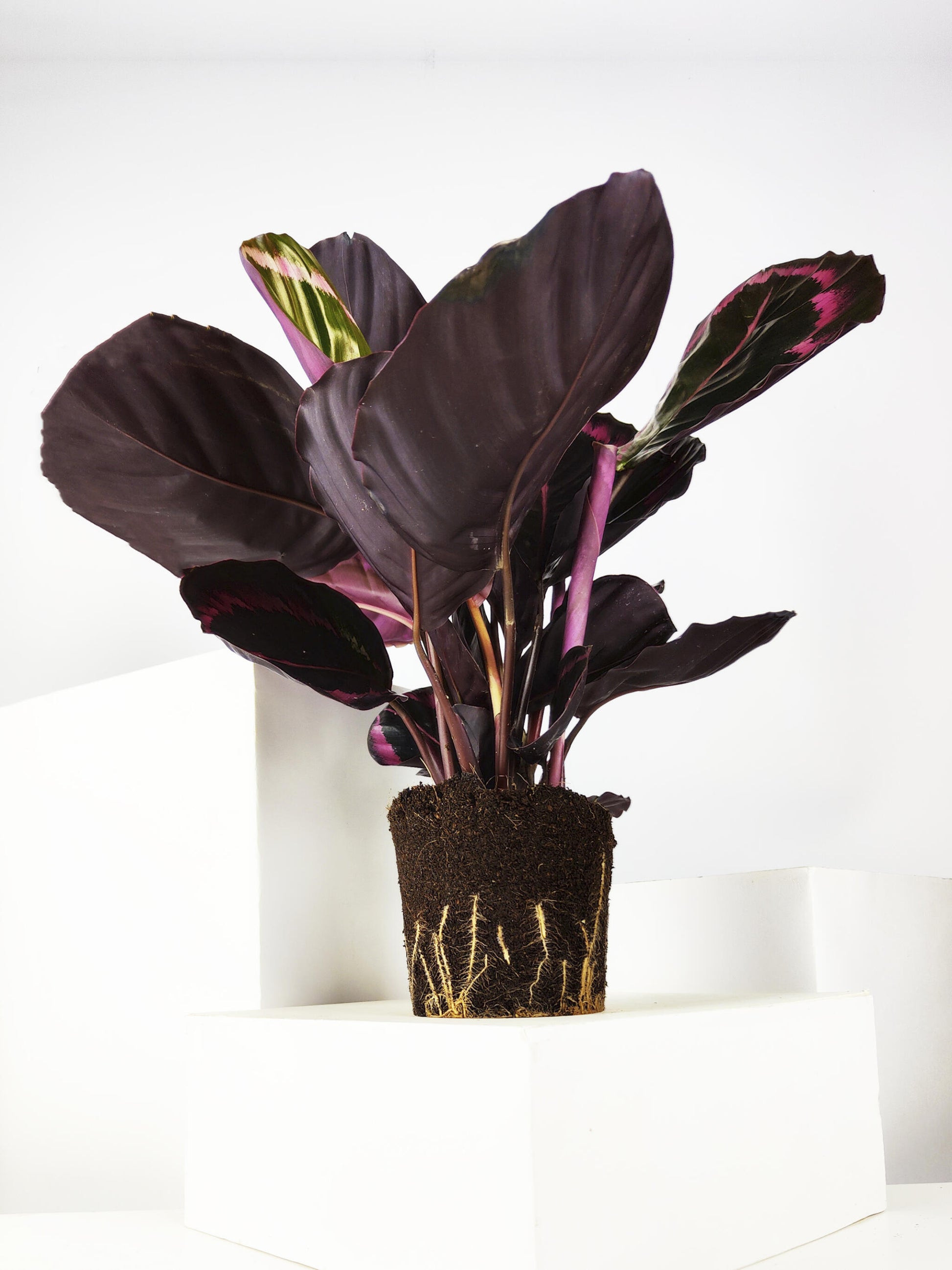 Calathea Roseopicta | Altura 45cm - Diámetro 14cm_3