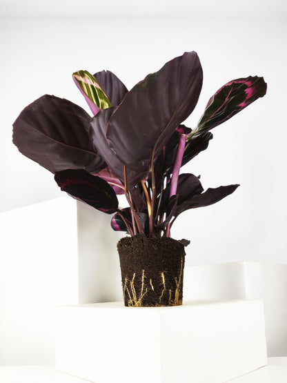 Calathea Roseopicta | Altura 45cm - Diámetro 14cm_3