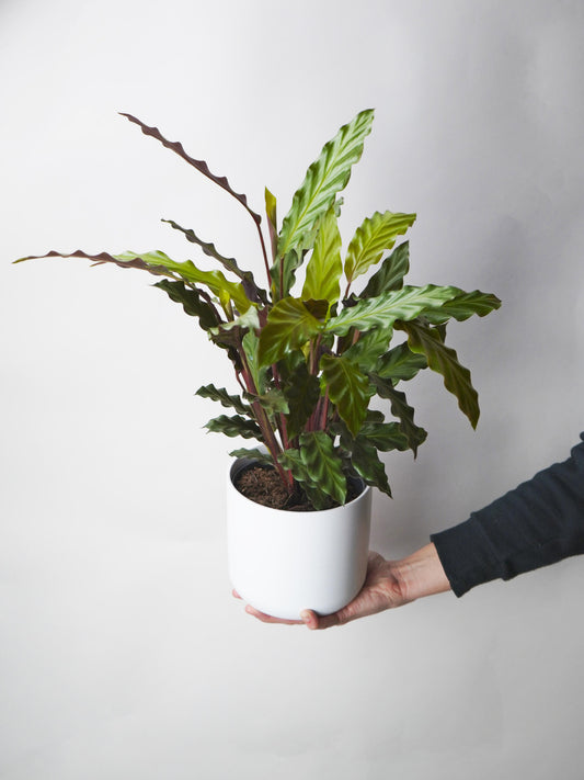 Calathea Rufibarba Elgergrass | Altura 50cm- Diámetro 14cm_0