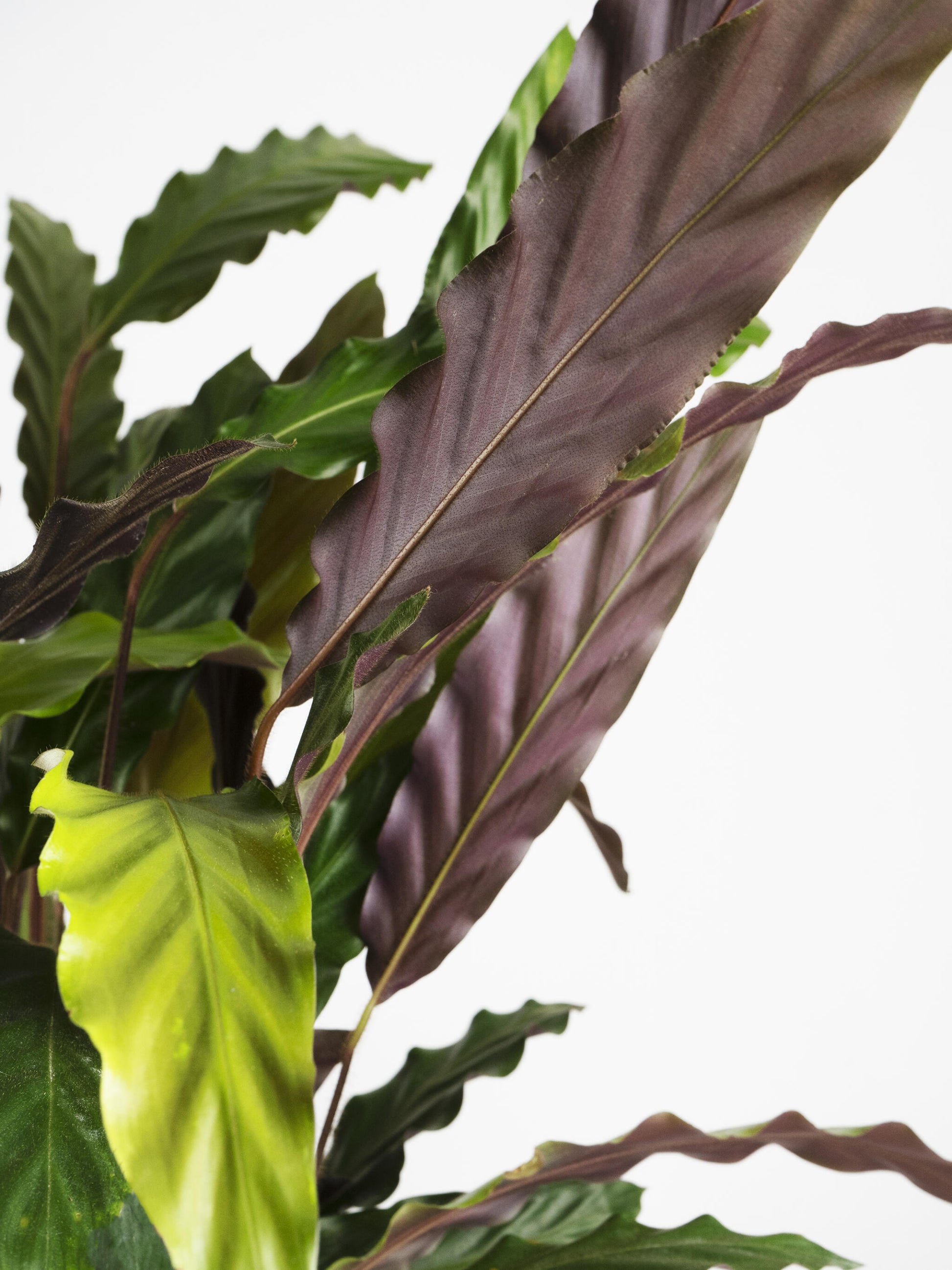 Calathea Rufibarba Elgergrass | Altura 50cm- Diámetro 14cm_1