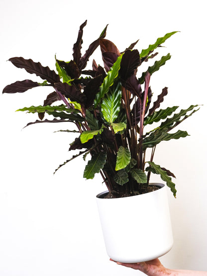 Calathea Rufibarba Elgergrass | Altura 50cm- Diámetro 14cm_2