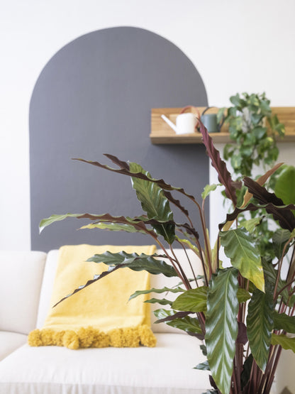 Calathea Rufibarba Elgergrass | Altura 50cm- Diámetro 14cm_3