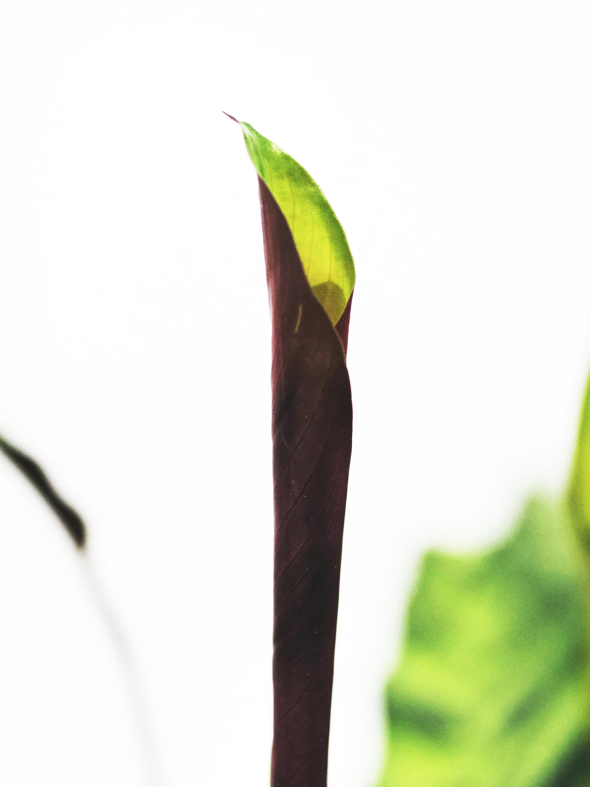 Calathea Rufibarba Elgergrass | Altura 50cm- Diámetro 14cm_4