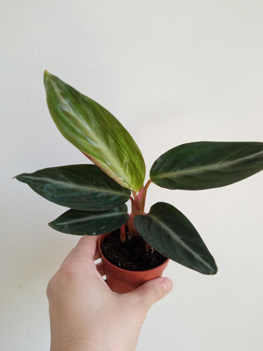 Calathea Stromanthe Sanguinea Ø12 Altura 30 Cm_0