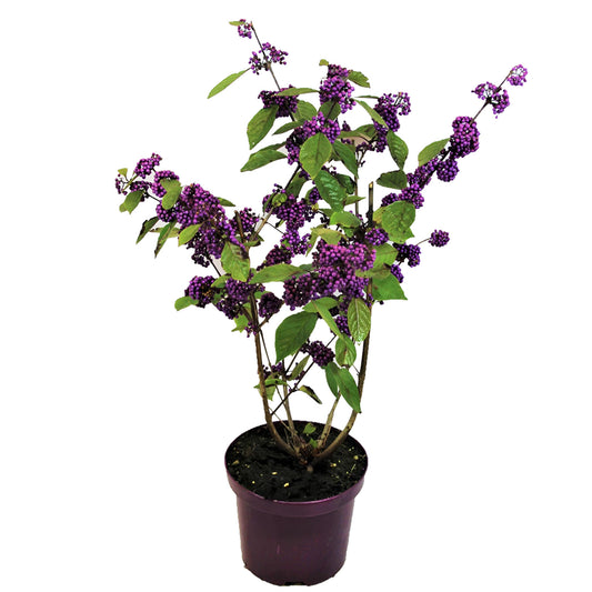 Calicarpa Malva - Callicarpa Bodinieri 'profusion' - Altura 50-60cm - ⌀19cm_0