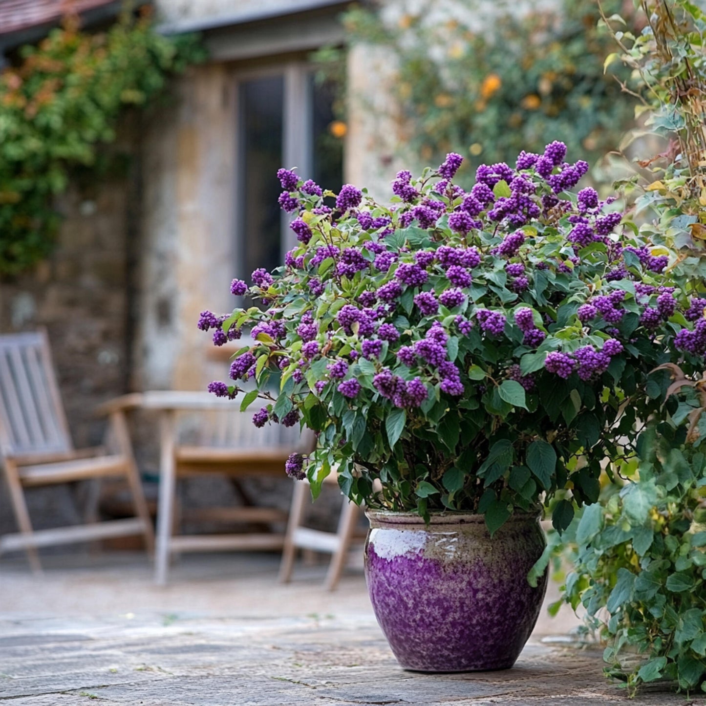 Calicarpa Malva - Callicarpa Bodinieri 'profusion' - Altura 50-60cm - ⌀19cm_4