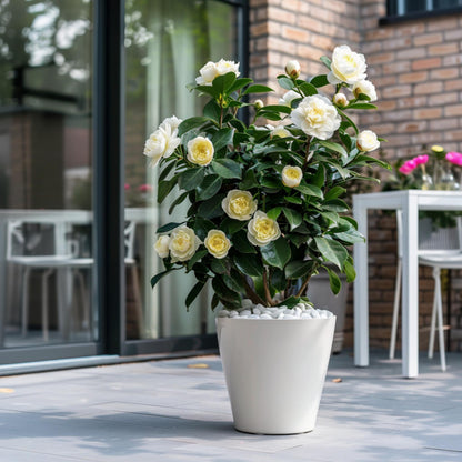 Camelia Japonesa - 2 Pzs - Camellia Japonica 'brush Field' - A50-60cm - ⌀15cm_1