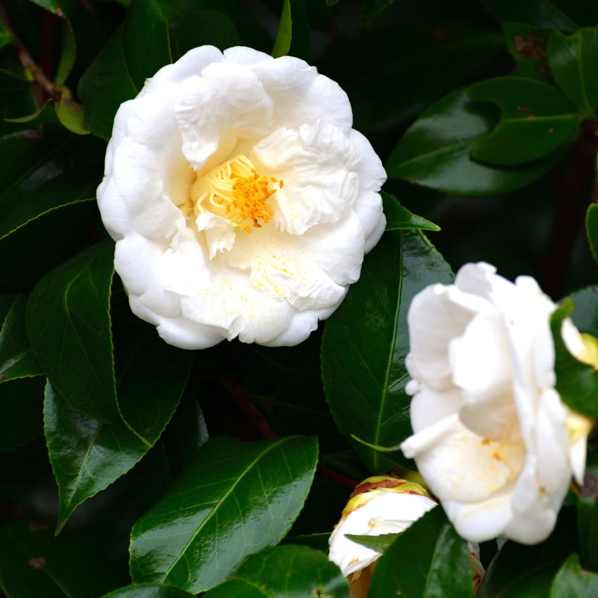 Camelia Japonesa - 2 Pzs - Camellia Japonica 'brush Field' - A50-60cm - ⌀15cm_3