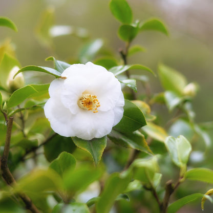 Camelia Japonesa - 3 Pzs - Camellia Japonica 'brush Field' - A25-40cm - ⌀9cm_3
