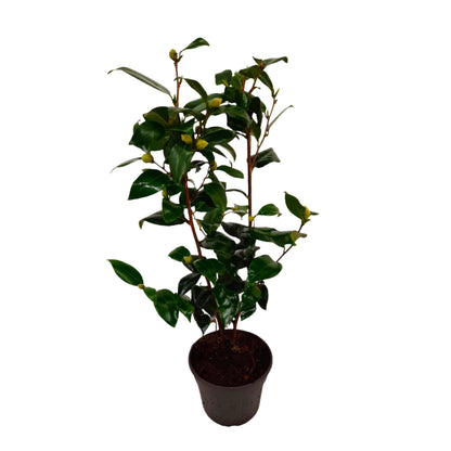Camelia Japonesa - Camellia Japonica 'brush Field' - Altura 50-60cm - ⌀15cm_0