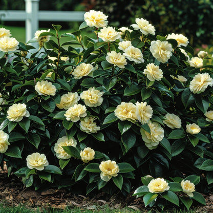 Camelia Japonesa - Camellia Japonica 'brush Field' - Altura 50-60cm - ⌀15cm_1