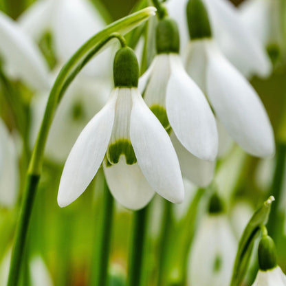 Campanilla De Invierno - 50 Pzs - Galanthus Elwesii - Bulbos De Flores - Blanco_3