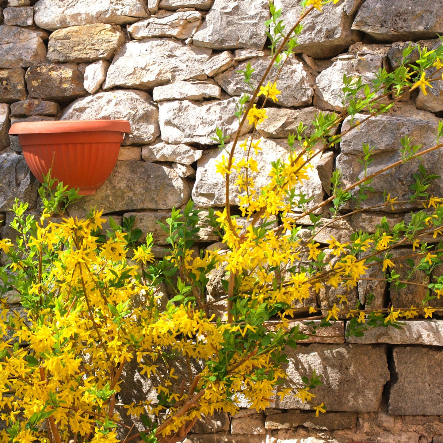 Campanita China - 2 Pzs - Forsythia Intermedia 'minigold' - A25-40cm - ⌀17cm_1