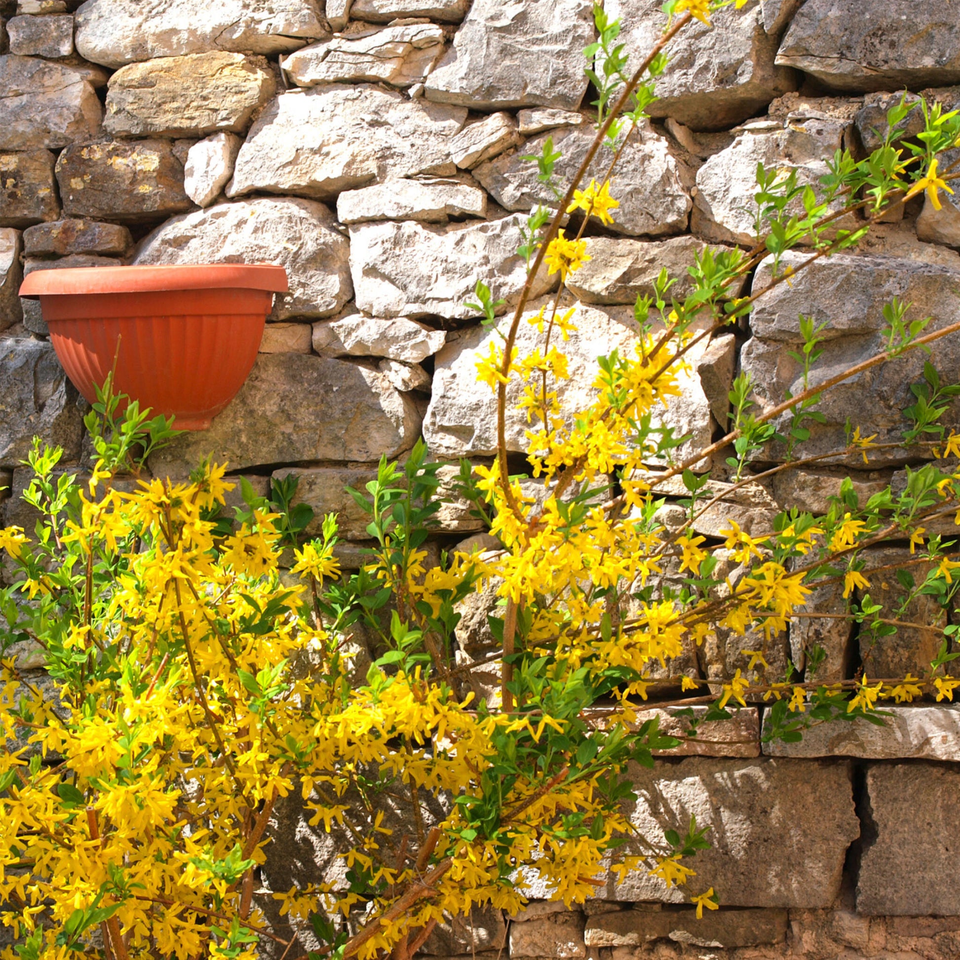 Campanita China - 4 Pzs - Forsythia Intermedia 'minigold' - A25-40cm - ⌀17cm_1