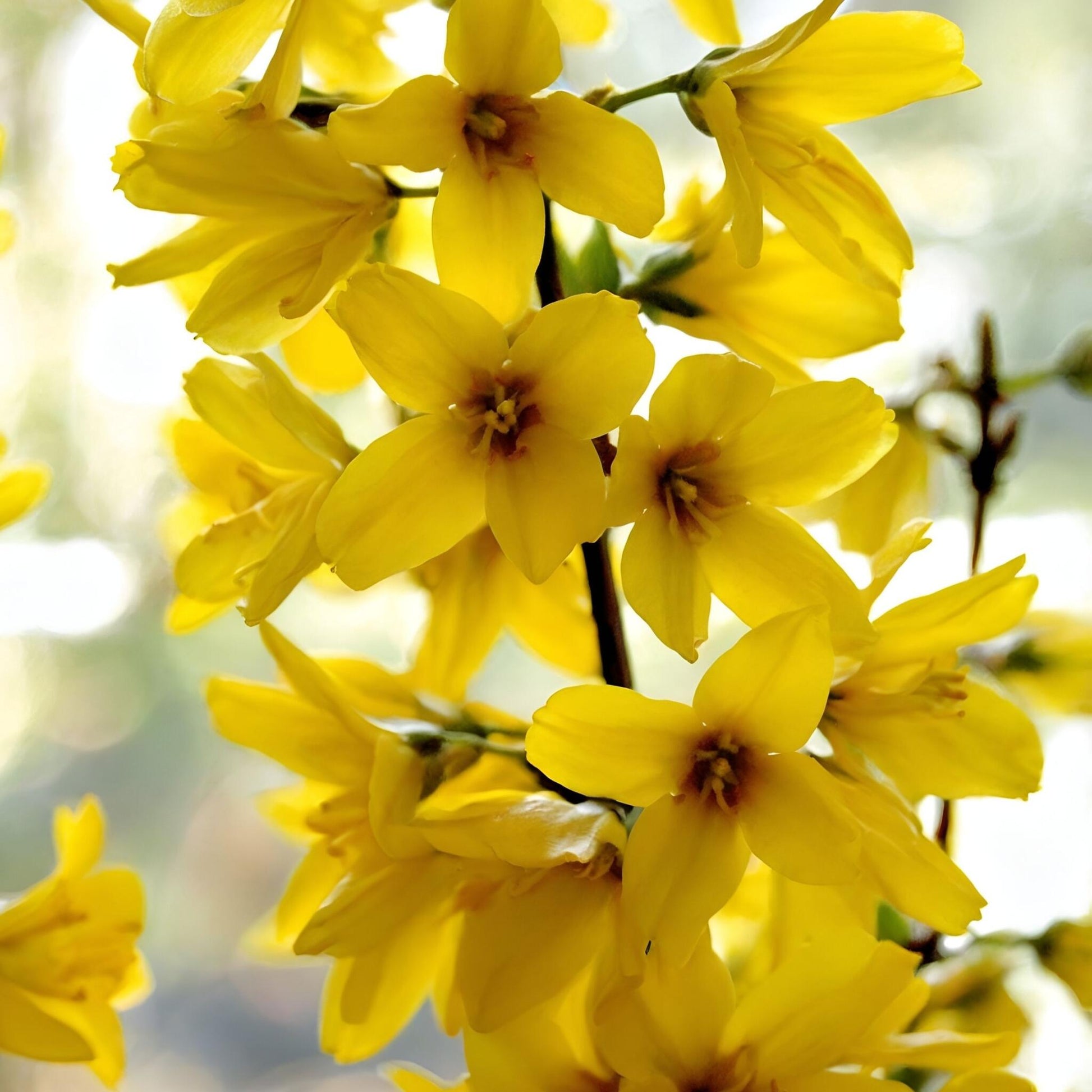 Campanita China - 4 Pzs - Forsythia Intermedia 'minigold' - A25-40cm - ⌀17cm_3