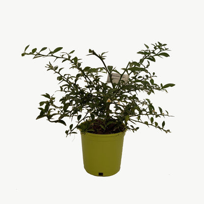 Caviar Cítrico Verde - Maceta 17cm. - Forma Arbustiva Altura Aprox. 35cm._1