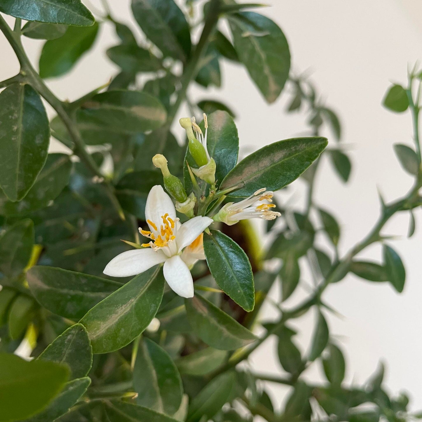 Caviar Cítrico Verde - Maceta 17cm. - Forma Arbustiva Altura Aprox. 35cm._2