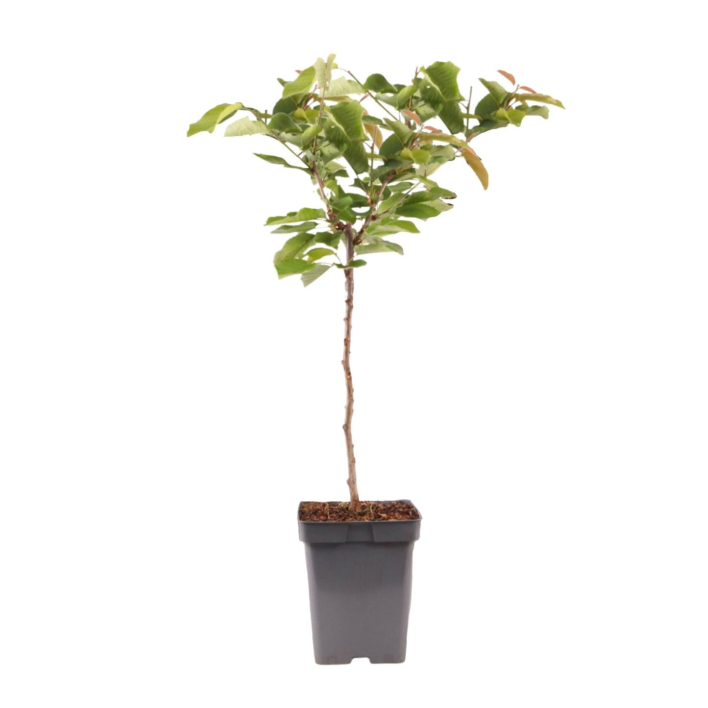 Cerezo - Prunus Avium - Cereza Dulce - Altura 90-110cm - ⌀23cm_0