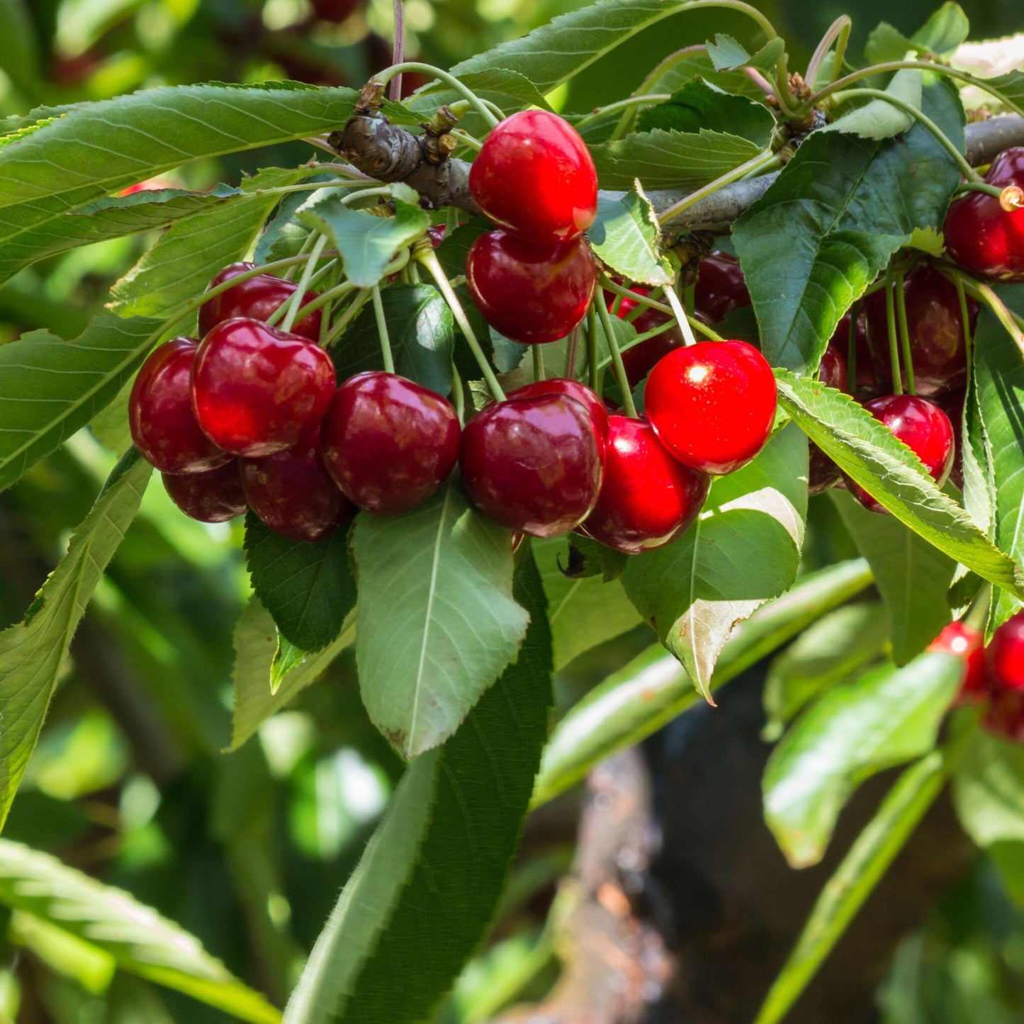Cerezo - Prunus Avium 'stella' - Cereza Dulce - Altura 90-110cm - ⌀23cm_1