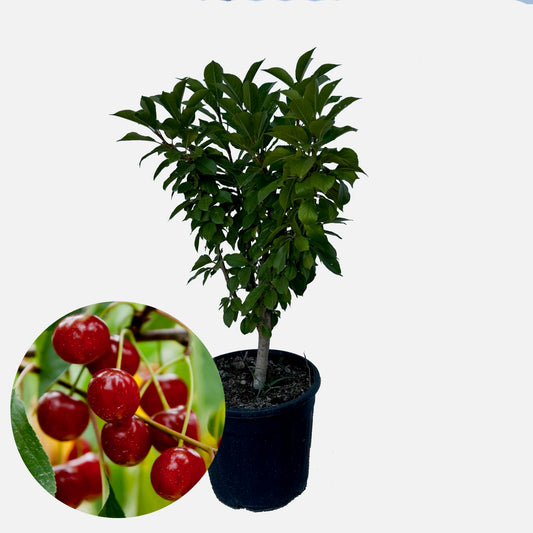 Cerezo Enano - Altura Aprox. 80cm. - Planta Natural - Ideal Para Cultivo En Maceta_0