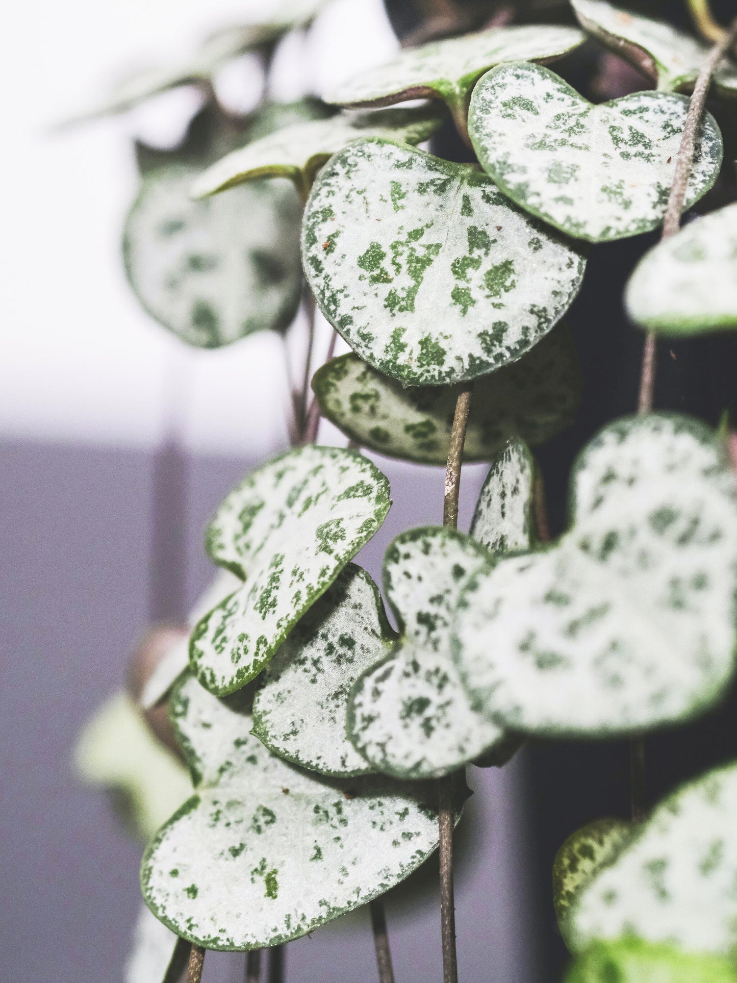 Ceropegia Woodii O Rosario De Corazones_1