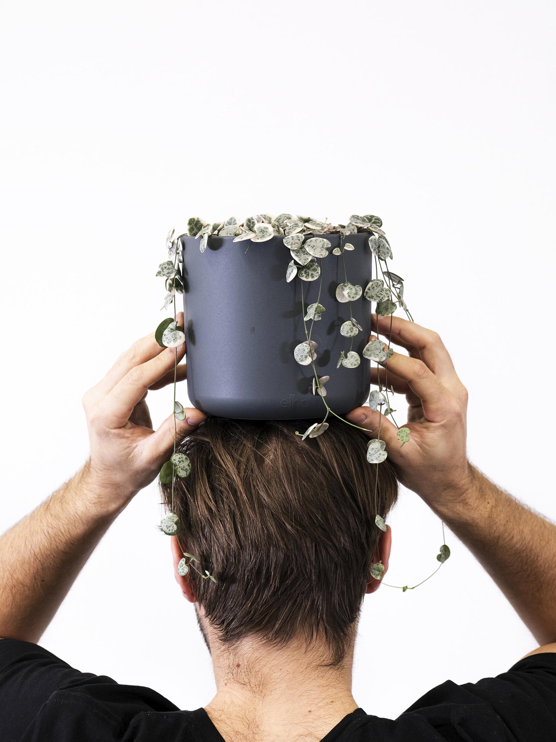 Ceropegia Woodii O Rosario De Corazones_2