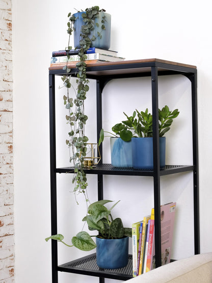 Ceropegia Woodii O Rosario De Corazones_5