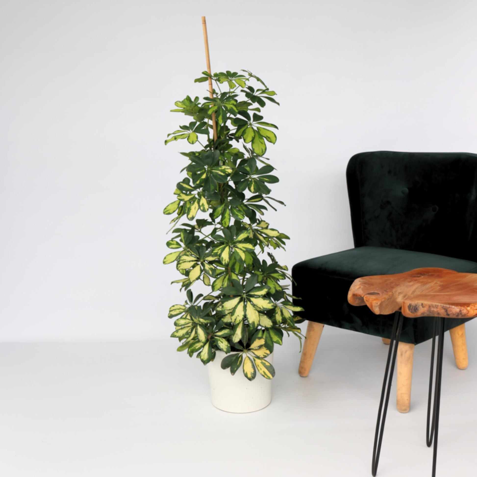 Cheflera - 2 Pzs - Schefflera 'dalton' - Altura 90-100cm - ⌀21cm_1